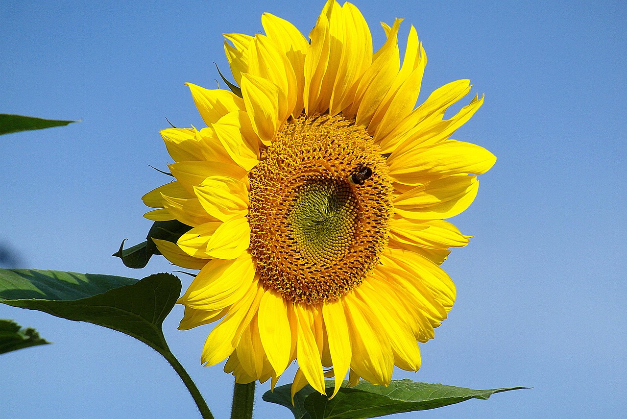 Seed oils healthier than butter